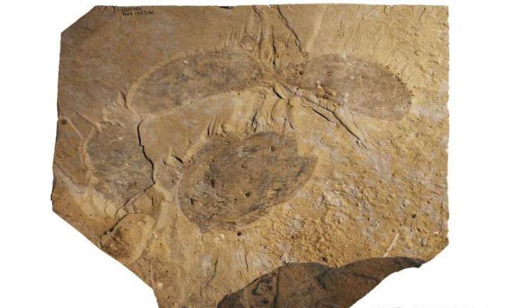 寒武纪恐怖海洋生物