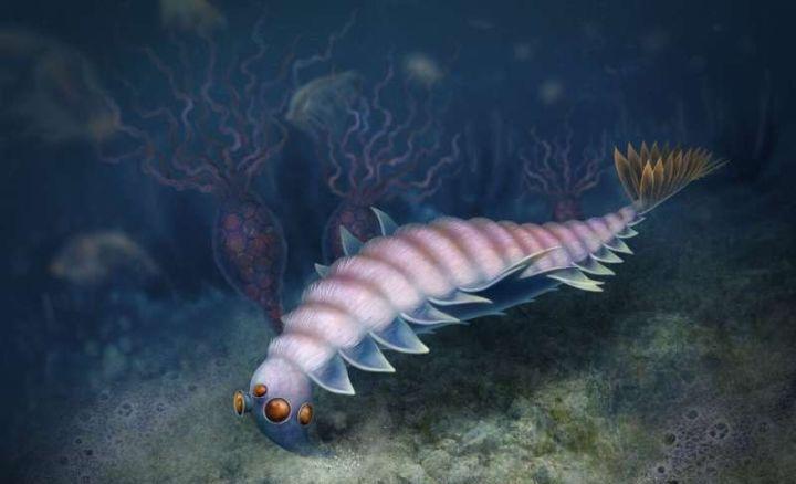 寒武纪恐怖海洋生物