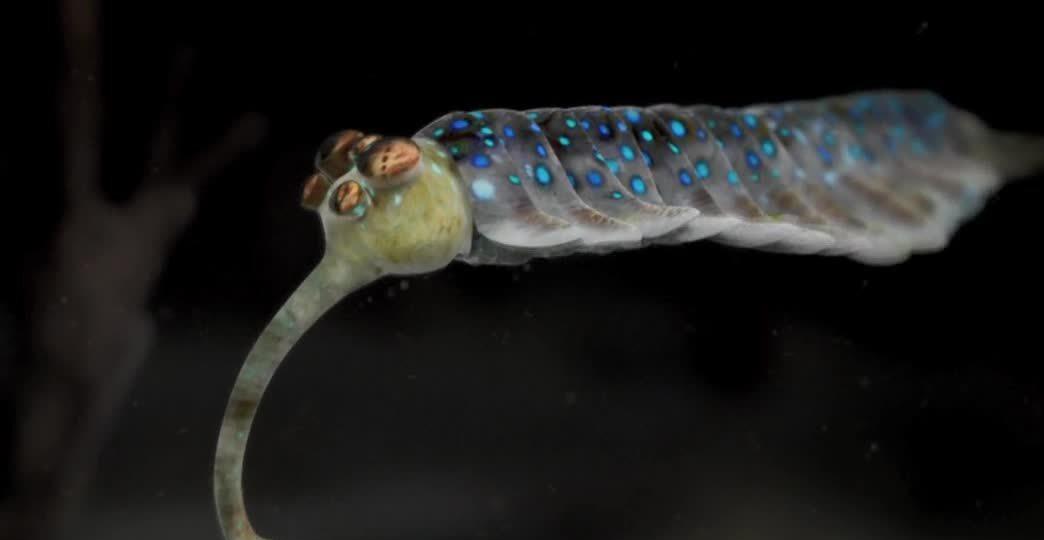 寒武纪恐怖海洋生物