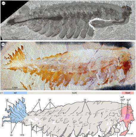 寒武纪恐怖海洋生物