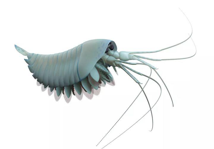 寒武纪恐怖海洋生物