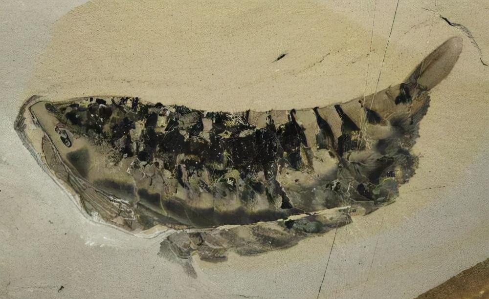 寒武纪恐怖海洋生物