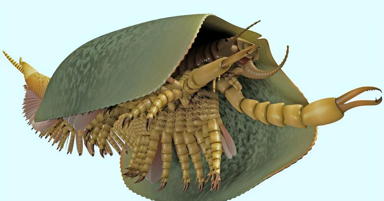 寒武纪恐怖海洋生物