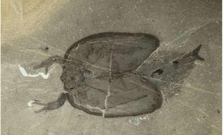 寒武纪恐怖海洋生物