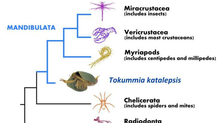 寒武纪恐怖海洋生物