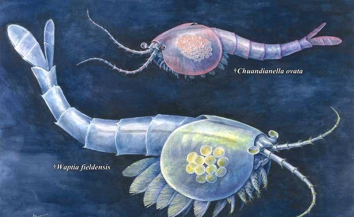 寒武纪恐怖海洋生物