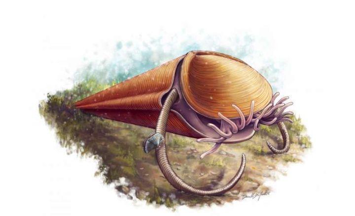 寒武纪恐怖海洋生物