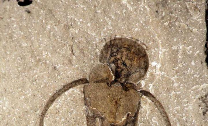 寒武纪恐怖海洋生物