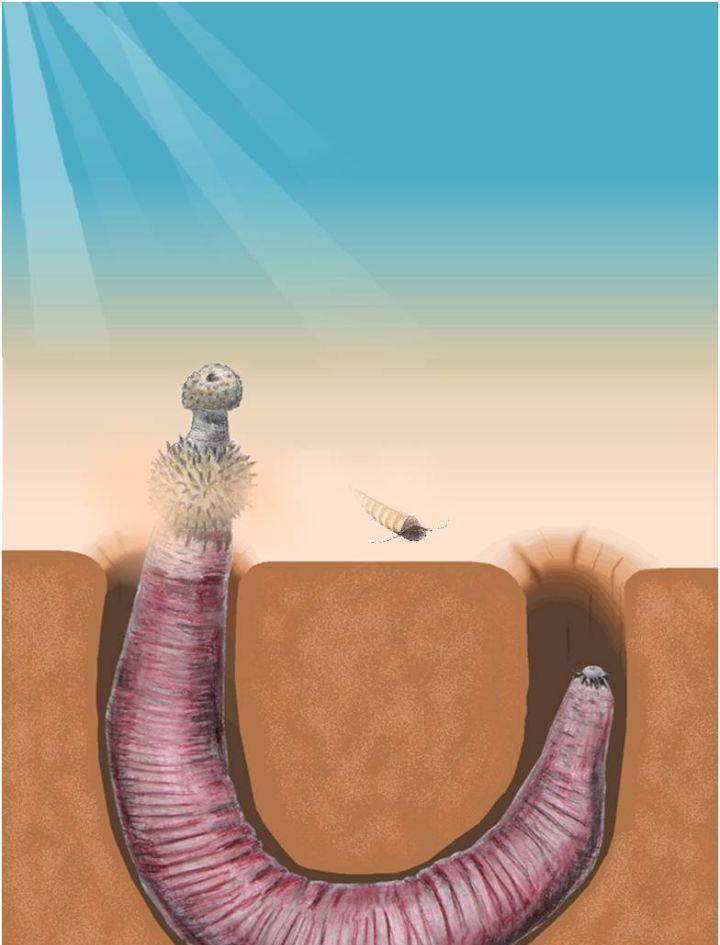 寒武纪恐怖海洋生物