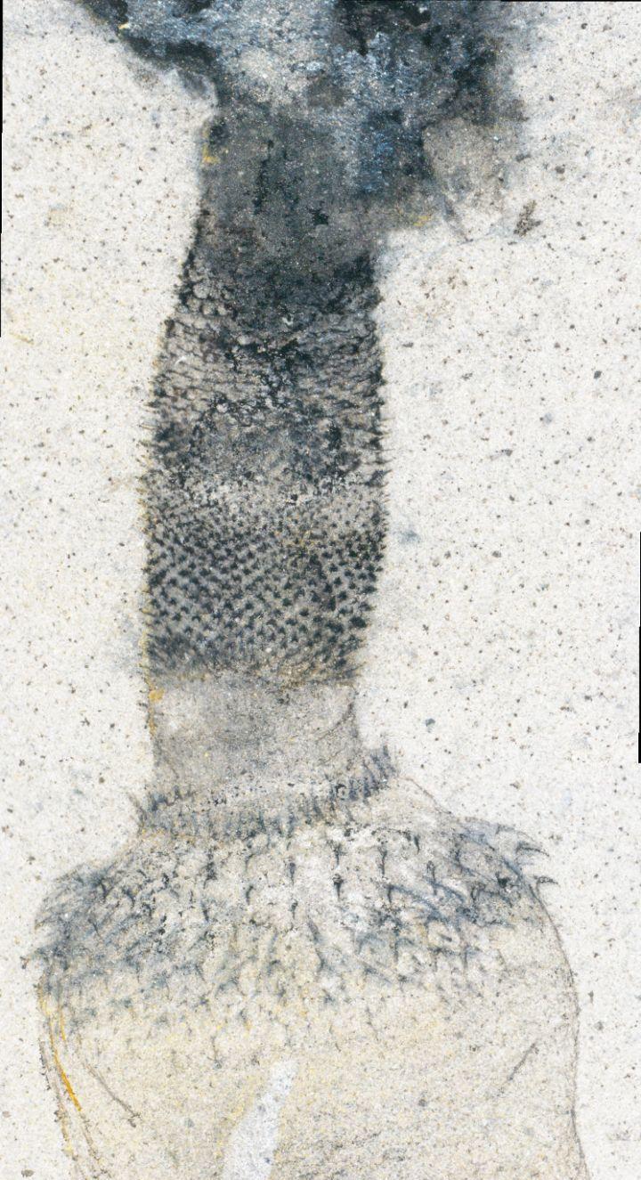 寒武纪恐怖海洋生物