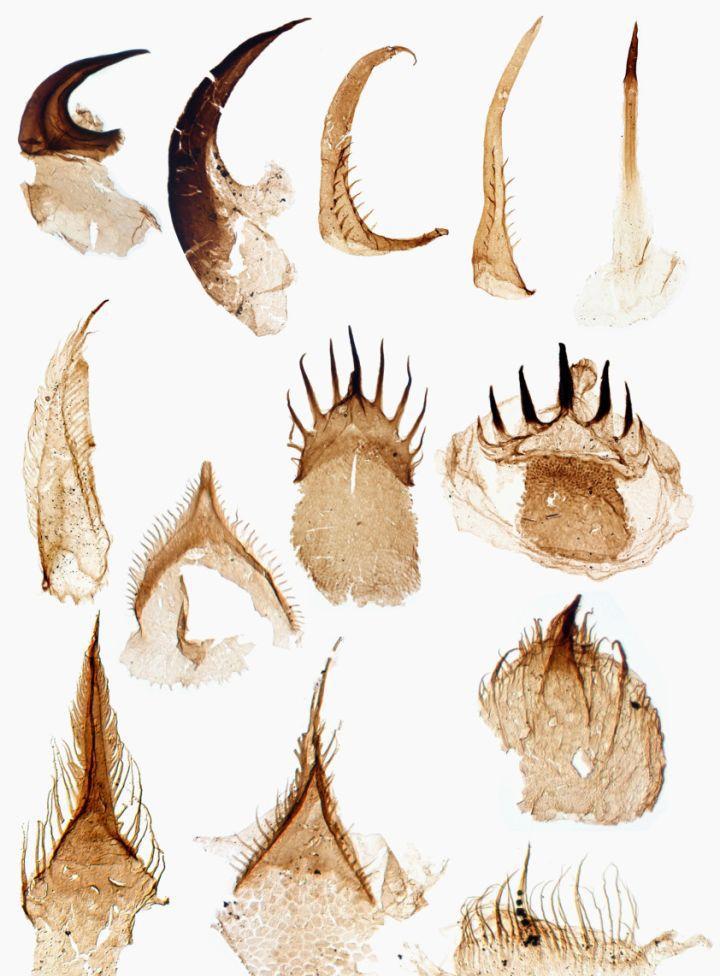 寒武纪恐怖海洋生物