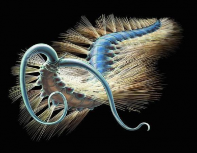 寒武纪恐怖海洋生物 寒武纪最诡异的海洋生物是什么