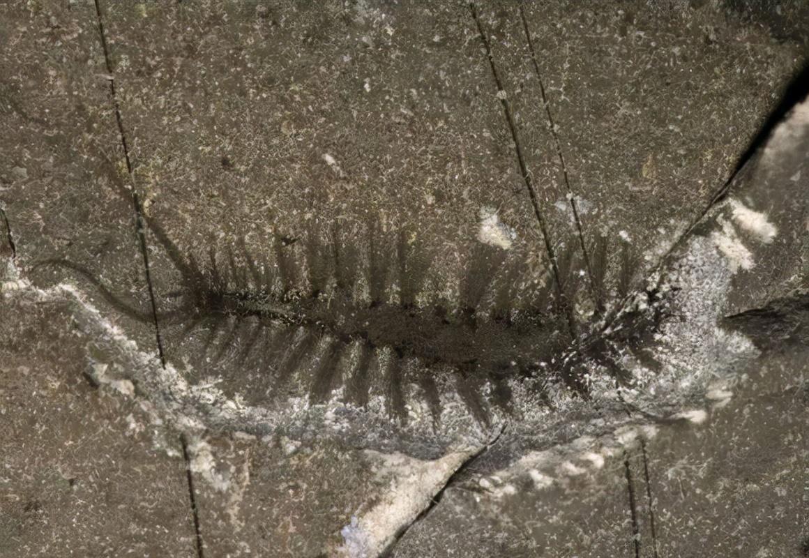 寒武纪恐怖海洋生物