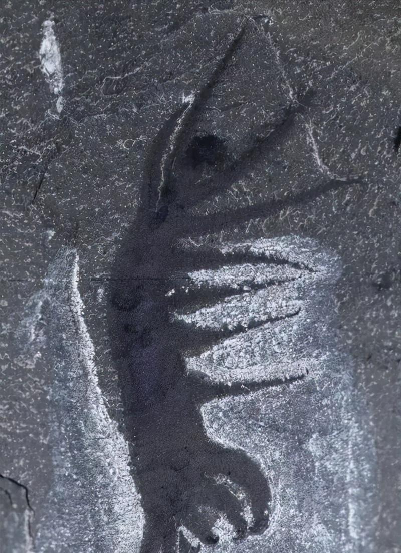 寒武纪恐怖海洋生物