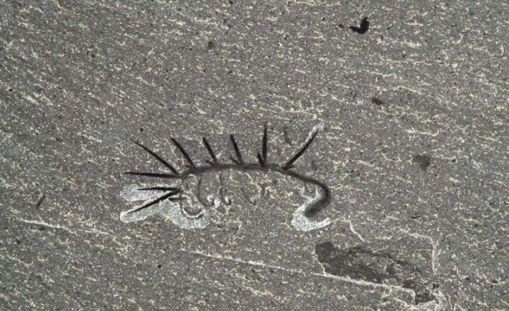 寒武纪恐怖海洋生物