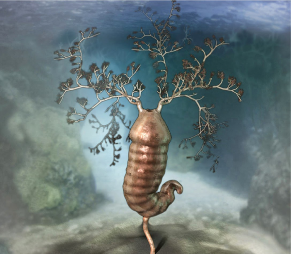 寒武纪恐怖海洋生物