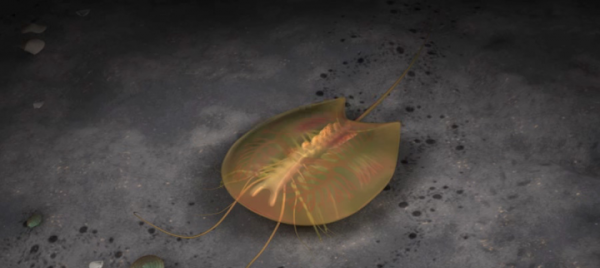 寒武纪恐怖海洋生物