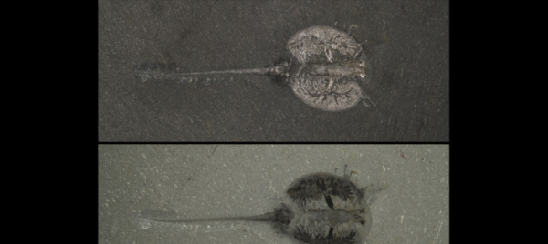 寒武纪恐怖海洋生物