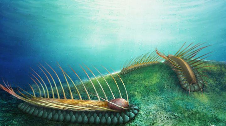 寒武纪恐怖海洋生物