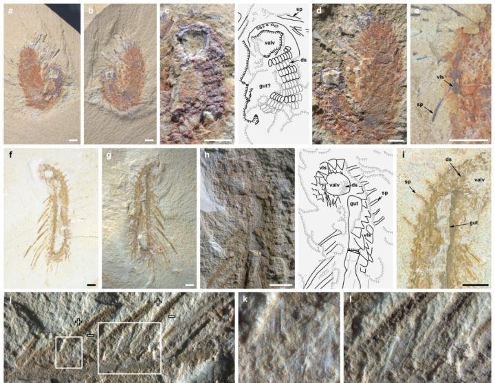 寒武纪恐怖海洋生物