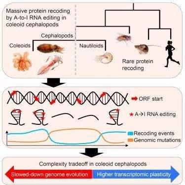章鱼的基因不属于地球生物