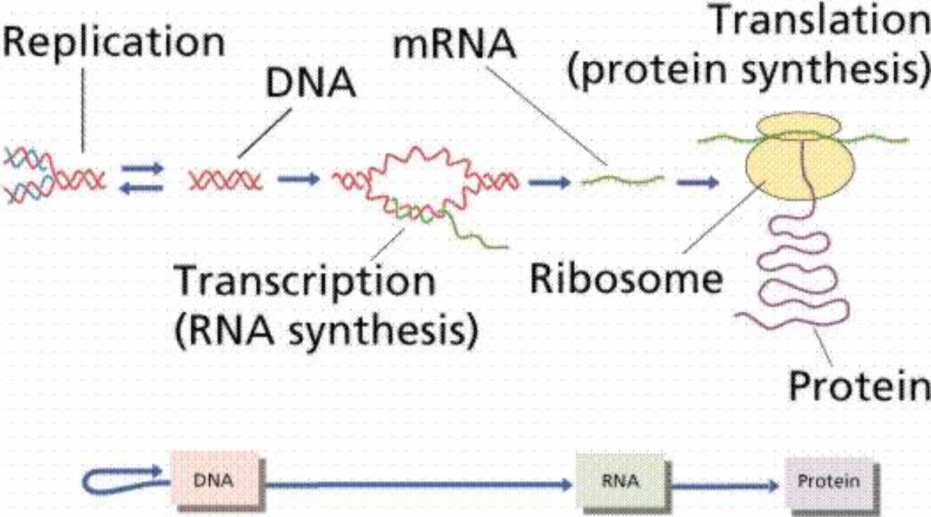 章鱼的基因不属于地球生物