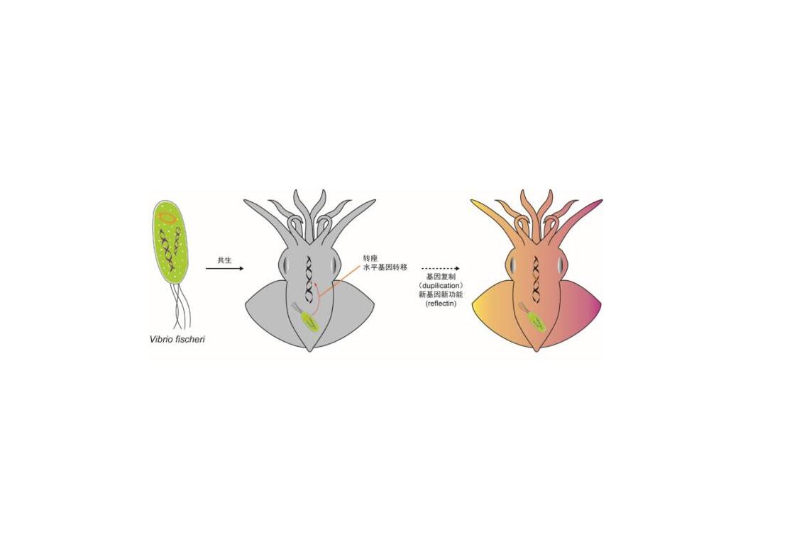 章鱼的基因不属于地球生物