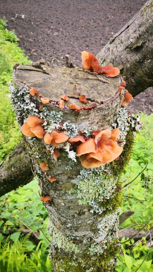 夏尔巴人是什么民族特色