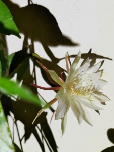 为什么植物开花的时间不同呢 不同植物的开花时间和什么有关系