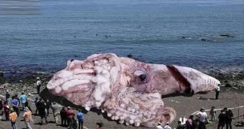 世界上智商最高的动物排名