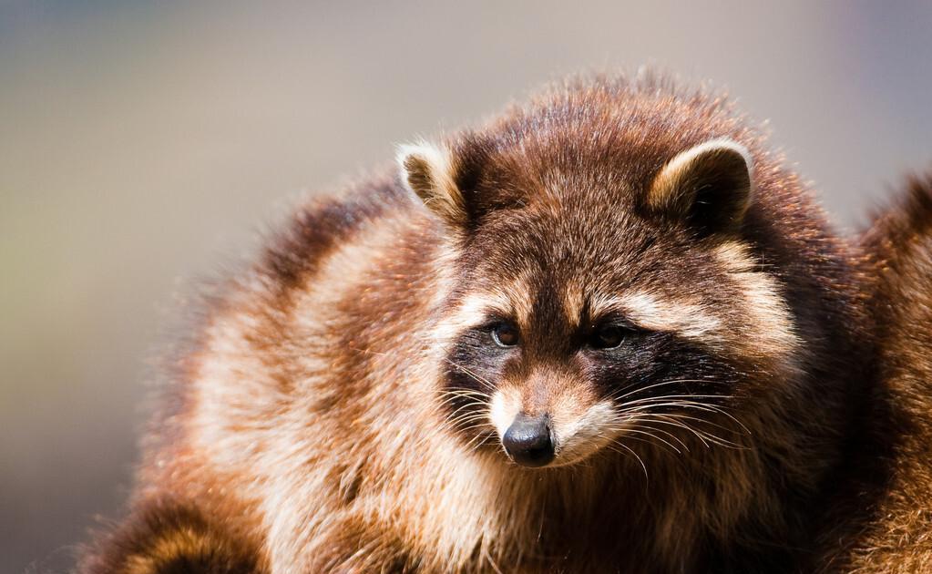 世界上智商最高的动物排名