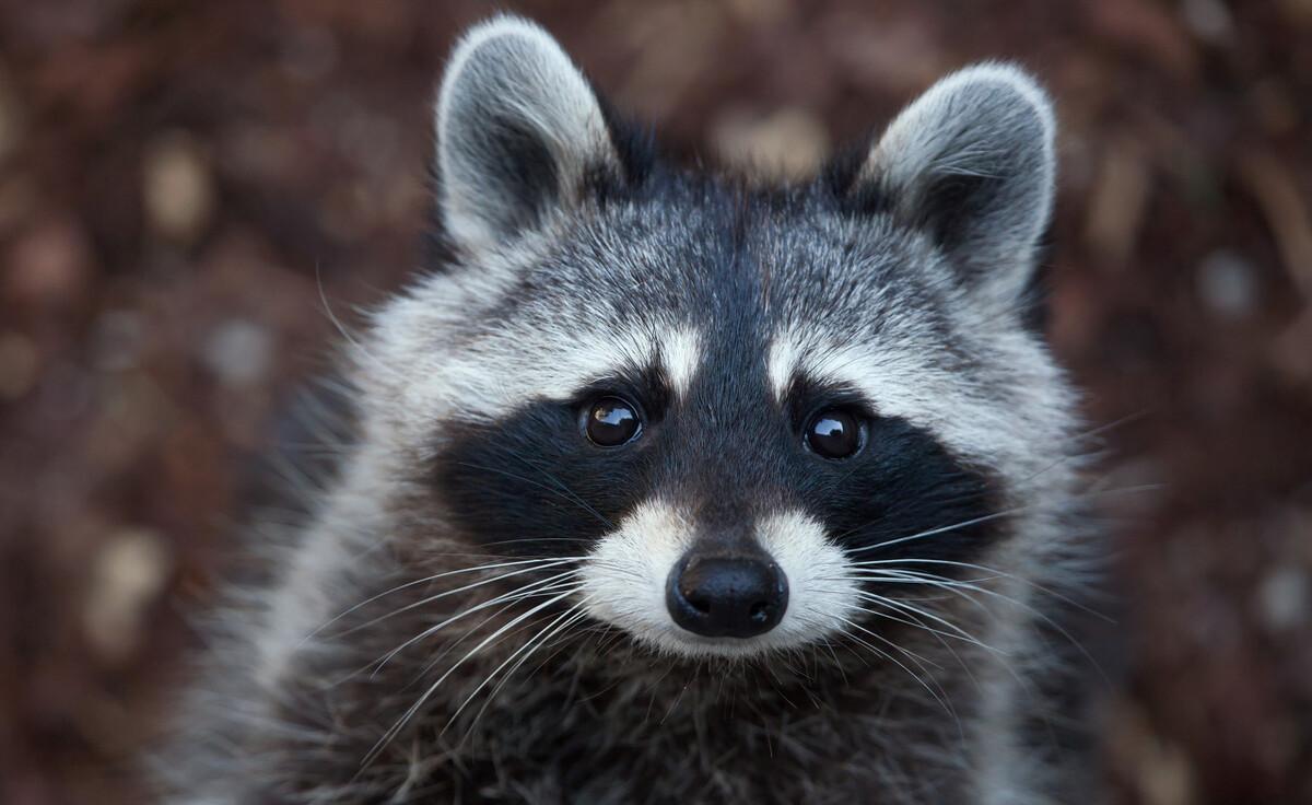 世界上智商最高的动物排名