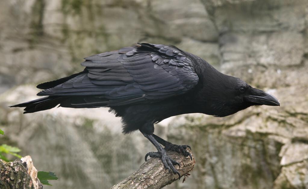 世界上智商最高的动物排名