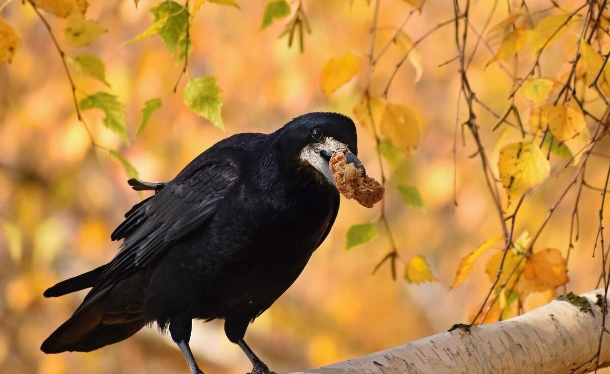 世界上智商最高的动物排名