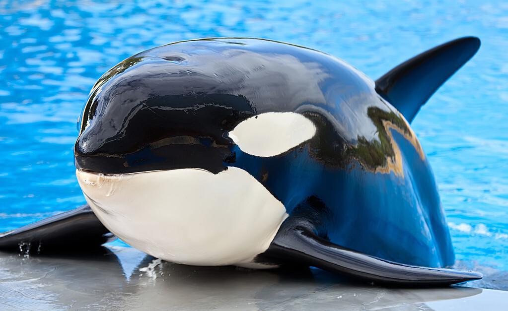 世界上智商最高的动物排名