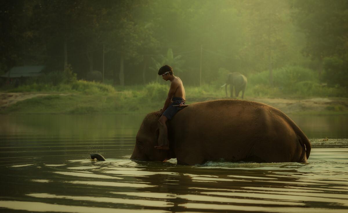 世界上智商最高的动物排名