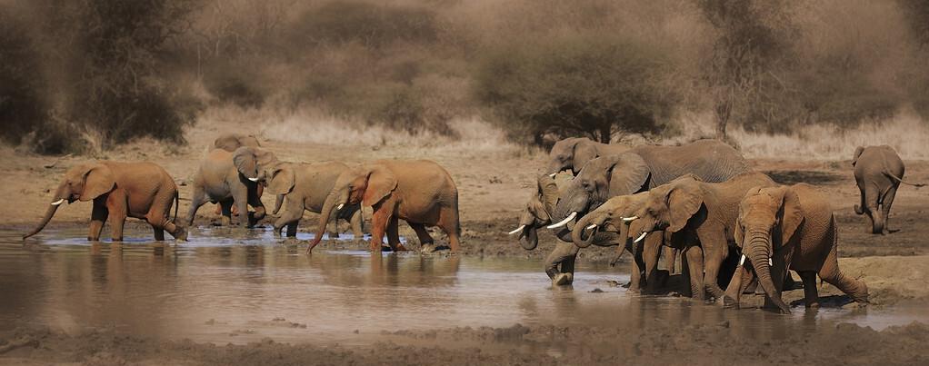 世界上智商最高的动物排名