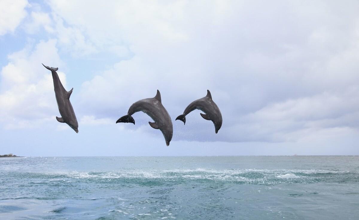 世界上智商最高的动物排名