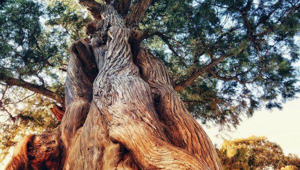 古代中国画的一个重要特征