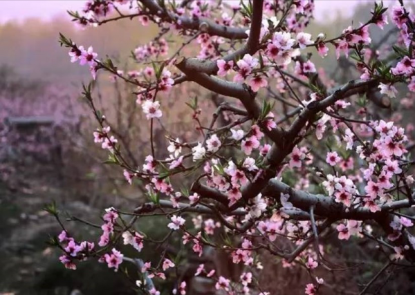 桃花源记为什么恐怖