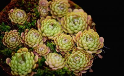 蚊子怕什么花草植物 室内哪些植物盆栽可以在夏天驱蚊