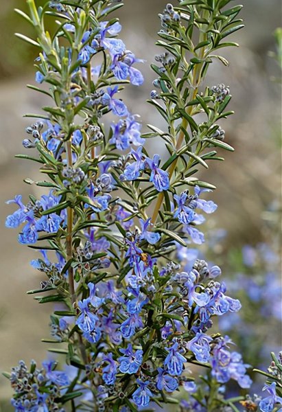 蚊子怕什么花草植物