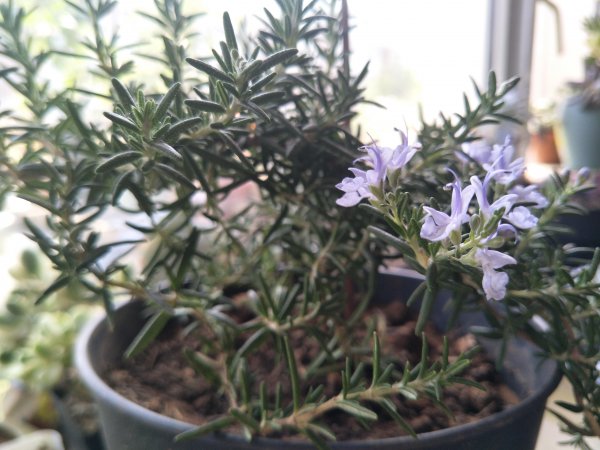 蚊子怕什么花草植物