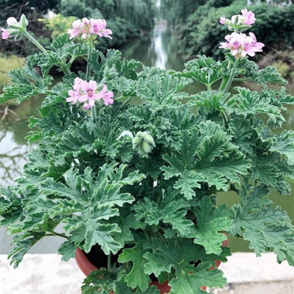 蚊子怕什么花草植物