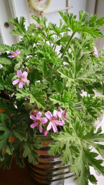 蚊子怕什么花草植物