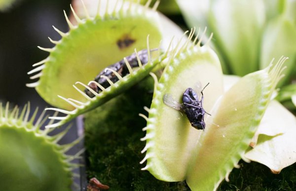 蚊子怕什么花草植物
