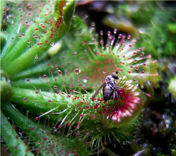 蚊子怕什么花草植物