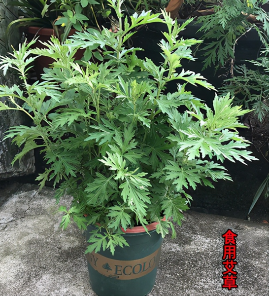 蚊子怕什么花草植物