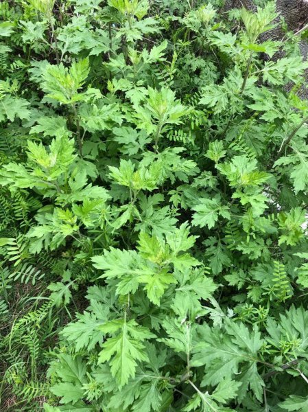 蚊子怕什么花草植物