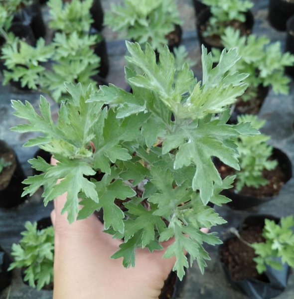 蚊子怕什么花草植物